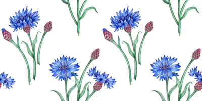 Watercolor illustration of a pattern of blue cornflowers and buds. Botanical composition element isolated from background. Suitable for cosmetics, aromatherapy, medicine, treatment, care, design, png