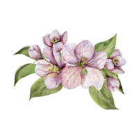 manzana árbol florecer flores con verde hojas acuarela ilustración. mano dibujado primavera floral composición, botánico rosado elementos para boda, invitación decoración, producto embalaje diseño png