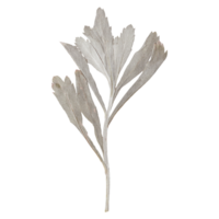 Isolated Pressed and Dried Silver Branch with Leaves. Aesthetic scrapbooking Dry plants png