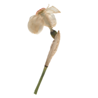 Isolated Pressed and dried White Daffodil Flower. Aesthetic scrapbooking Dry plants png