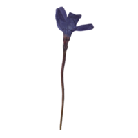 isolé pressé et séché bleu pervenche fleur avec feuilles. esthétique décoratif jardinage, mariage, herbier ou scrapbooking conception éléments png