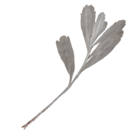 Isolated Pressed and Dried Silver Branch with Leaves. Aesthetic scrapbooking Dry plants png