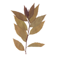 Isolated Pressed and Dried Autumn Branch with Leaves. Aesthetic scrapbooking Dry plants png