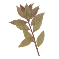 Isolated Pressed and Dried Green Branch with Leaves. Aesthetic scrapbooking Dry plants png