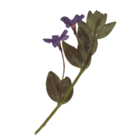 isolerat nedtryckt och torkades blå snäcka blomma med löv. estetisk dekorativ trädgårdsarbete, bröllop, herbarium eller scrapbooking design element png