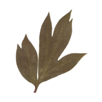 Isolated Pressed and dried Leaf. Aesthetic decorative gardening, wedding, herbarium or scrapbooking design elements png