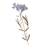 isoliert gedrückt und getrocknet Blau Blume. ästhetisch Scrapbooking trocken Pflanzen png