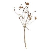 Isolated Pressed and Dried Brown Branch. Aesthetic scrapbooking Dry plants png