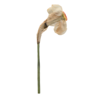 Isolated Pressed and dried White Daffodil Flower. Aesthetic scrapbooking Dry plants png