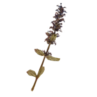 Isolated Pressed and Dried Green Branch with Flowers. Aesthetic scrapbooking Dry plants png