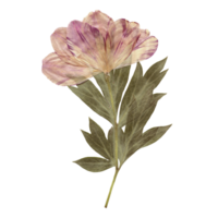 Isolated Pressed and dried Pink Flower. Aesthetic scrapbooking Dry plants png