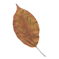 Isolated Pressed and Dried Autumn Leaf. Aesthetic scrapbooking Dry plants png