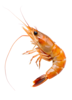 , Shrimp on a transparent background png