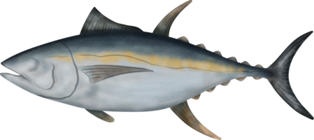 geelvintonijn tonijn illustratie png