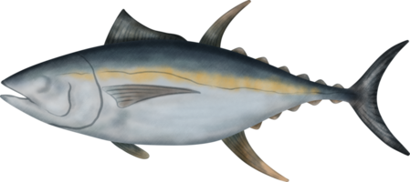 pinna gialla tonno illustrazione png