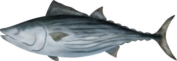 australiano bonito atum ilustração png