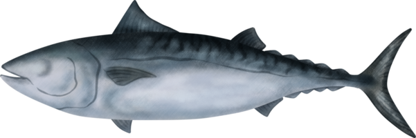 fregatt tonfisk illustration png
