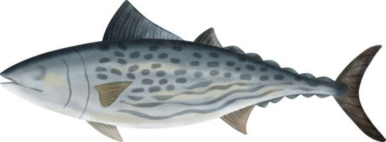 hoppa bonito tonfisk illustration png