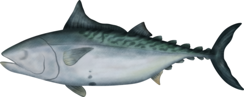 Kawakawa tonijn illustratie png