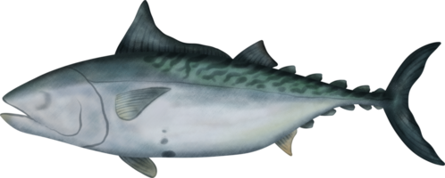 Kawakawa Tuna Illustration png