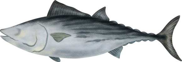 randig bonito tonfisk illustration png
