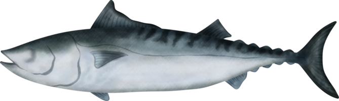 kogel tonijn illustratie png