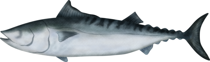 Bullet Tuna Illustration png