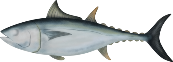 lange staart tonijn illustratie png