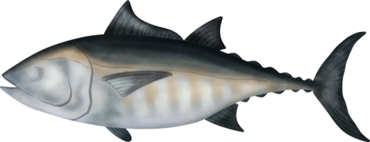 Schwarzflosse Thunfisch Illustration png