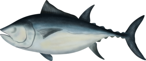 Northern Bluefin Tuna Illustration png