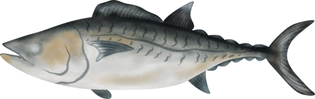 dogtooth tonfisk illustration png