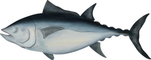 del Sur aleta azul atún ilustración png