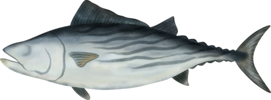 atlanten bonito tonfisk illustration png