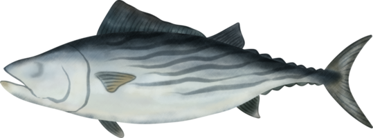 atlantique bonito thon illustration png