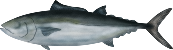 Slender Tuna Illustration png