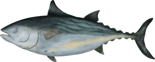 svart bonit tonfisk illustration png