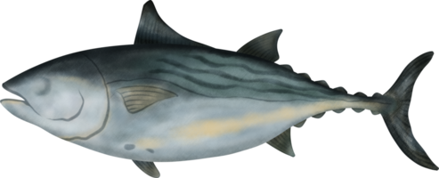 Black Skipjack Tuna Illustration png