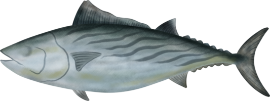 Eastern Pacific Bonito Tuna Illustration png