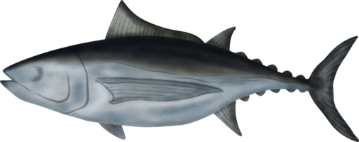 Albacore Tuna Illustration png