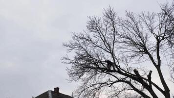 un persona, hombre, arbolista es el cortar y corte un árbol en frente de un casa debajo el nublado invierno cielo, alterando el natural paisajismo video