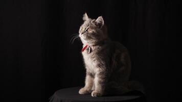 escanear qr código en un Doméstico gato raza escocés Derecho en un negro antecedentes cerca arriba. qr código es diseñado a buscar para un mascota en caso de pérdida video