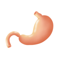 Stomach illustration by hand drawn png