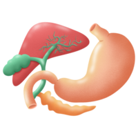 Stomach liver gallbladder and pancreas illustration png