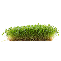 fechar-se imagem do microgreens, com uma criativo foco em a pequeno, delicado folhas png