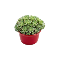 Christmas Cheer Sedum small green and red succulent leaves in a festive red ceramic pot png