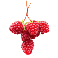 Loganberries dark red loganberries arranged in a cross shape with some berries bursting and juice png