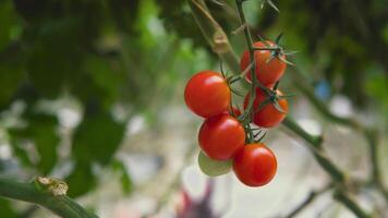 tomate vino con rojo Cereza Tomates de cerca. vegetal arbusto en un invernadero video