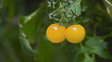 rijp geel kers tomaten hangende Aan een Liaan Aan groen struiken in de tuin, detailopname visie. tomaten groeit Aan een agrarisch boerderij video