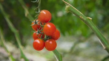 Nahansicht von rot reif Tomaten von ein Ast im ein Gewächshaus. Pflanze wachsend und Landwirtschaft video