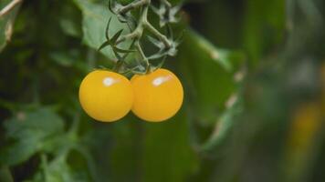 amarelo maduro cereja tomates suspensão em uma videira dentro uma jardim ou Produção, fechar-se. estufa com legumes video